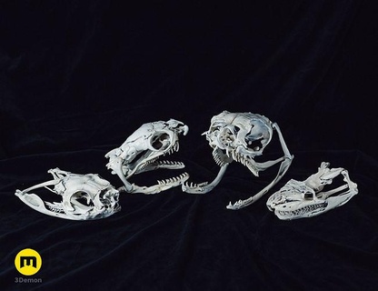 realistic snake skull collection python cobra viper bioga raptile serpent head skeleton replica biology nature wildlife bone teeth anatomy science art scans replicas 3d print model - Mito3D