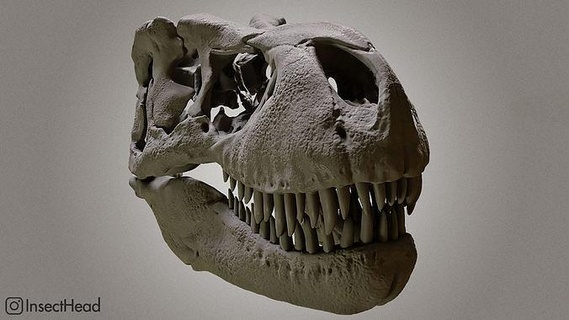 realistic t-rex skull dinosaur paleontology trex fossil tyrannosaur cranium dino head science biology 3d print model - Mito3D