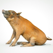 red river hog pig science animal zoo nature boar realistic biology 3d print model - Mito3D
