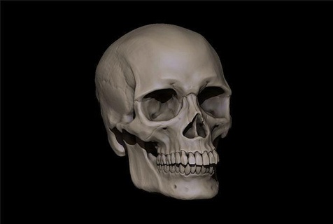référence crâne comprend stl fichier prêt to impression humain tête anatomie personnage art sculptures 3d print model - Mito3D