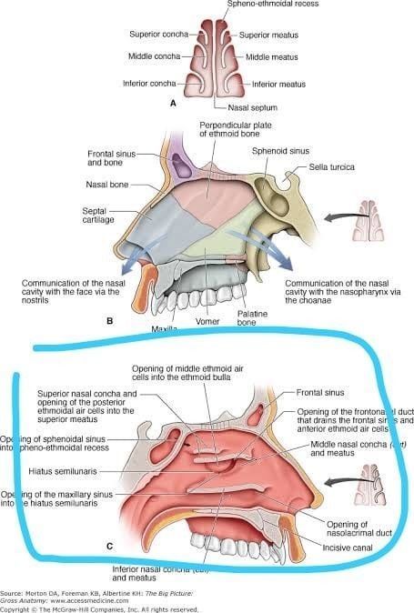 respiratory system diagram nasal cavity medico nasale anatomia naso bocca cavità biologia docproject illustrazione diagramma viso scienza banner ormone carta geografica riproduzione 3D print model - Mito3D