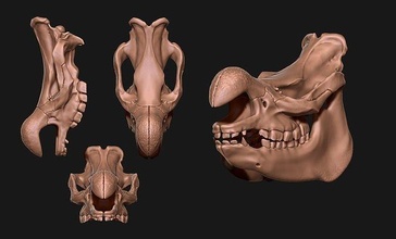 branco rinoceronte crânio cnc osso joalheria madeira cabeça anatomia esqueleto morto morte animal grave ciência metal miniaturas biologia estatuetas 3d print model - Mito3D