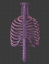 cage thoracique travers porc nervure anatomie médicament os médical colonne vertébrale squelette corps squelettique humain vertèbre thorax science biologie 3d print model - Mito3D