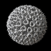 rift Vadisi ateşi virüsü bilim bakteri biyoloji Mikrobiyoloji virüs viral enfeksiyon anatomi spore ateş baskı 3d print model - Mito3D