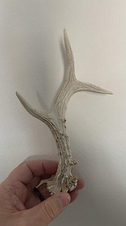 roa deer antler 1-1 size anatomy animel school hunting nature body biology science 3d print model - Mito3D