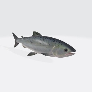 Somon balık hayvan 3d model hazır Yazdır somon alabalık Atlantik taze tazelik deniz okyanus vahşi suda yaşayan Balık tutma beyaz yaban hayatı düşük poli gerçekçi doğa hayvanlar Tuna yüzme Sanat heykeller 3d print model - Mito3D