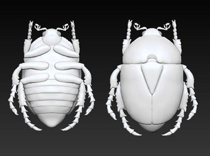 scarab two beetles biology insect nature chafer science 3d print model - Mito3D