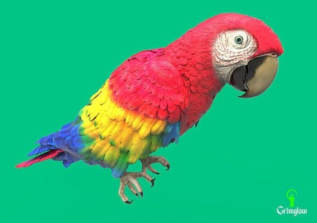 scarlatto macaw animale animali amazon biologia selvaggio giungla tropicale verde creatura arte sculture uccello uccelli natura foresta pappagallo pluviale brasile piuma 3d print model - Mito3D