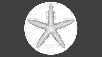 sea star hangable Wand-Kunst Kunst seastar Meer Stern 3d bedruckbar ist Modell einfach drucken Ozean sand Fisch Skulpturen 3d print model - Mito3D