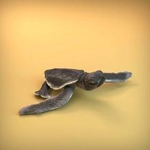 mar tortuga cría 3d impresión bebé lindo animal reptil oceano naturaleza escultura miniatura figura fauna silvestre arte marina juguete coleccionable esculturas 3d print model - Mito3D