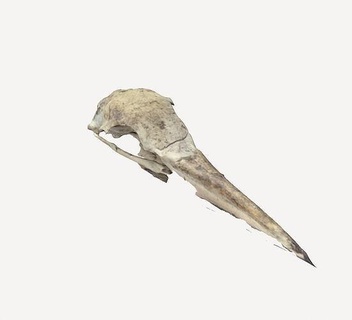 gaivota crânio osso animal animais selvagens pássaro esqueleto Ciência ornitologia zoologia 1 personagem ossos humano cabeça anatomia arte imprimível esquelético Bruxas biologia 3d print model - Mito3D