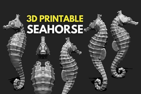 Denizatı 3d Yazdır akvaryum deniz at yazdırılabilir balık okyanus su kabuk kabuğu mercanlar mercan doğa oşinografi Biyoloji denizyıldızı Deniz yaşamı 3dprint mantaray Sanat heykeller 3d print model - Mito3D