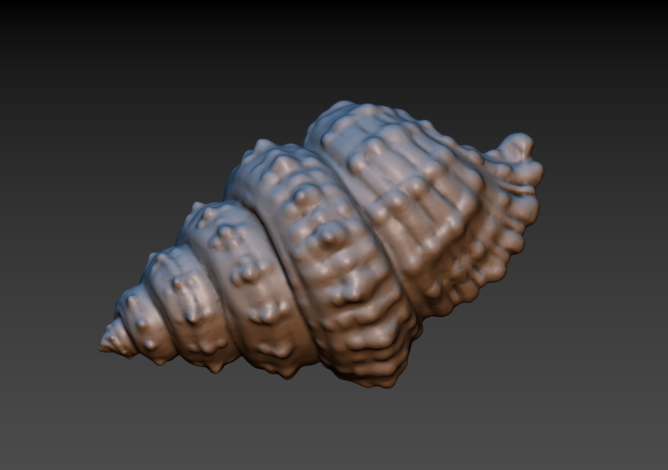 seashell Kunst shell conch Waschbecken Meer 3d drucken blister pit Skulpturen 3D print model - Mito3D