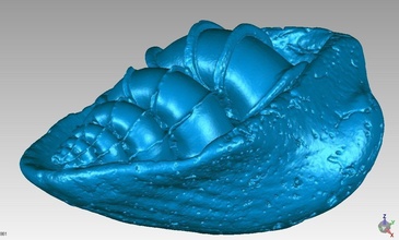 Muschel Wissenschaft abstrakt Luxus geometrisch gestalten Biologie Geschenk Inspiration Meer Ozean Fisch Schale Skulptur 3d print model - Mito3D