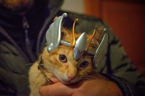 seiya cat - helmet saintseiya zodiaco anime saint caballeros gato kitten michi cosplay casco cloth hobby mascota pet armor character cavaleiros diy 3d print model - Mito3D