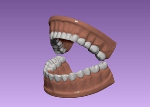 conjunto dientes dental modelo diente dentista boca mandíbula odontología esqueleto lengua esmalte hueso cráneo anatomía molar masticar raíz Ciencias 3d print model - Mito3D