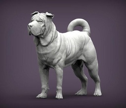 Shar Pei köpek doğa memeli hayvan Evcil Hayvan heykel heykelcik hatıra 3d Yazdır model şekil vermek Sanat heykeller yazdırılabilir 3d print model - Mito3D
