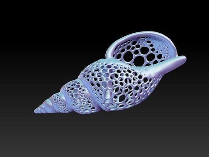 conchiglia buchi arte design pendente biologia nautico mare sott'acqua forma gioielleria ciondoli 3d print model - Mito3D