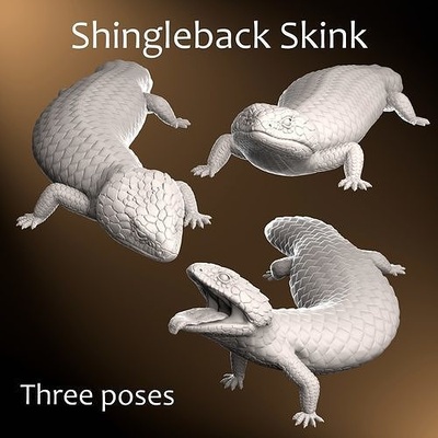 shingleback skink - tiliqua rugosa 3d print model lizard animal reptile pet gift realistic sculpt decoration 3dprint science biology 3d print model - Mito3D
