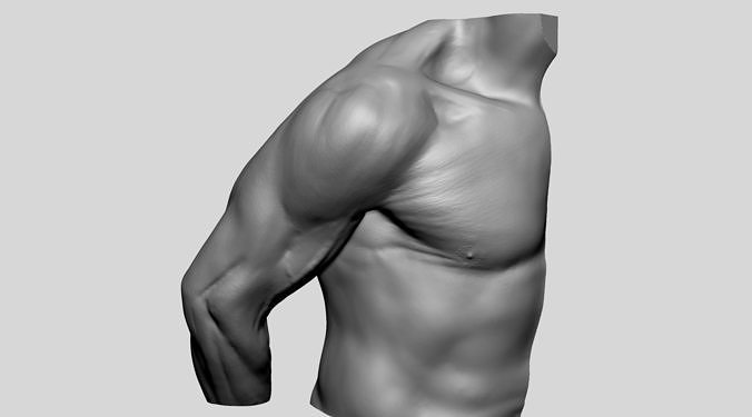 shoulder printable characters people human male man anatomy body torso 3dprint zbrush art sculptures 3D print model - Mito3D