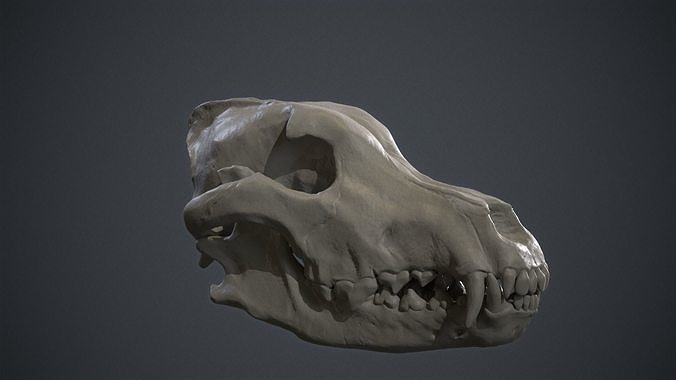 siberiano gris lobo cráneo animal mamífero perro salvaje bestia canino hombre anatomía 3d impresión biología veterinario criatura hueso mandíbula arte esculturas 3D print model - Mito3D