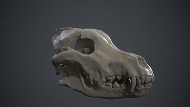 siberian grey wolf skull animal mammal dog wild beast canine werewolf anatomy 3d printing biology veterinarian creature bone jaw art sculptures 3d print model - Mito3D