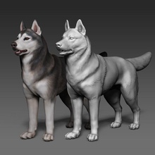 sibirisch heiser polygon 3d modell polypaint tier drucken skulptur montieren hund charakter säugetier inländisch hi poly kreatur tiere kunst skulpturen 3d print model - Mito3D