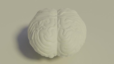 basit beyin anatomi kafa dinlemek ceviz kafatası loblar külliyat organ bilim iç zihin vücut insan biyoloji 3d print model - Mito3D