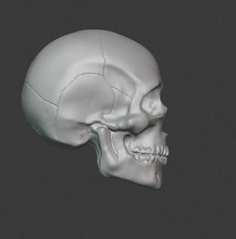 simple skull head anatomy skeleton body games toys 3d print model - Mito3D