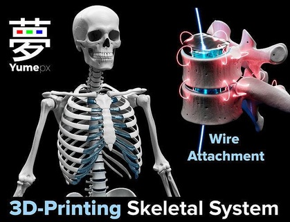scheletro scheletrico 3d stampa colonna vertebrale umano spinale anatomia osso denti toracica cranio scapola 3dprinting scienza biologia 3d print model - Mito3D