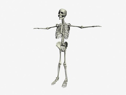 esqueleto 3d modelo qualidade esqueleto personagem crânio osso anatomia humano jogos corpo humano anatomia humano personagem corpo anatomia esquelético anatômico ossos coluna Ciência esquelético humano esqueleto médico 3dprinting biologia 3d print model - Mito3D