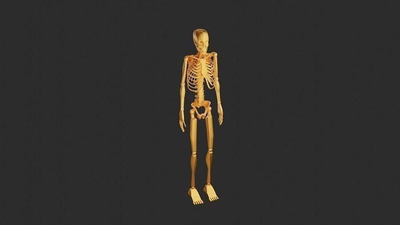 esqueleto 3d modelo personagem crânio osso anatomia fantasia humano corpo anatômico ossos arte esculturas Ciência 3d print model - Mito3D