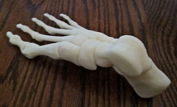 esqueleto huesos foot right humano pie cuerpo anatomía ciencias biología médico dedo ingenieria mujer hombre medicamento silla cama alfombra escritorio oficina hogar casa 3d print model - Mito3D