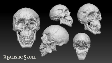 kafatası sanat anatomi insan kemik vücut hayvan iskeleti omurga iskelet kişi heykeller 3d print model - Mito3D