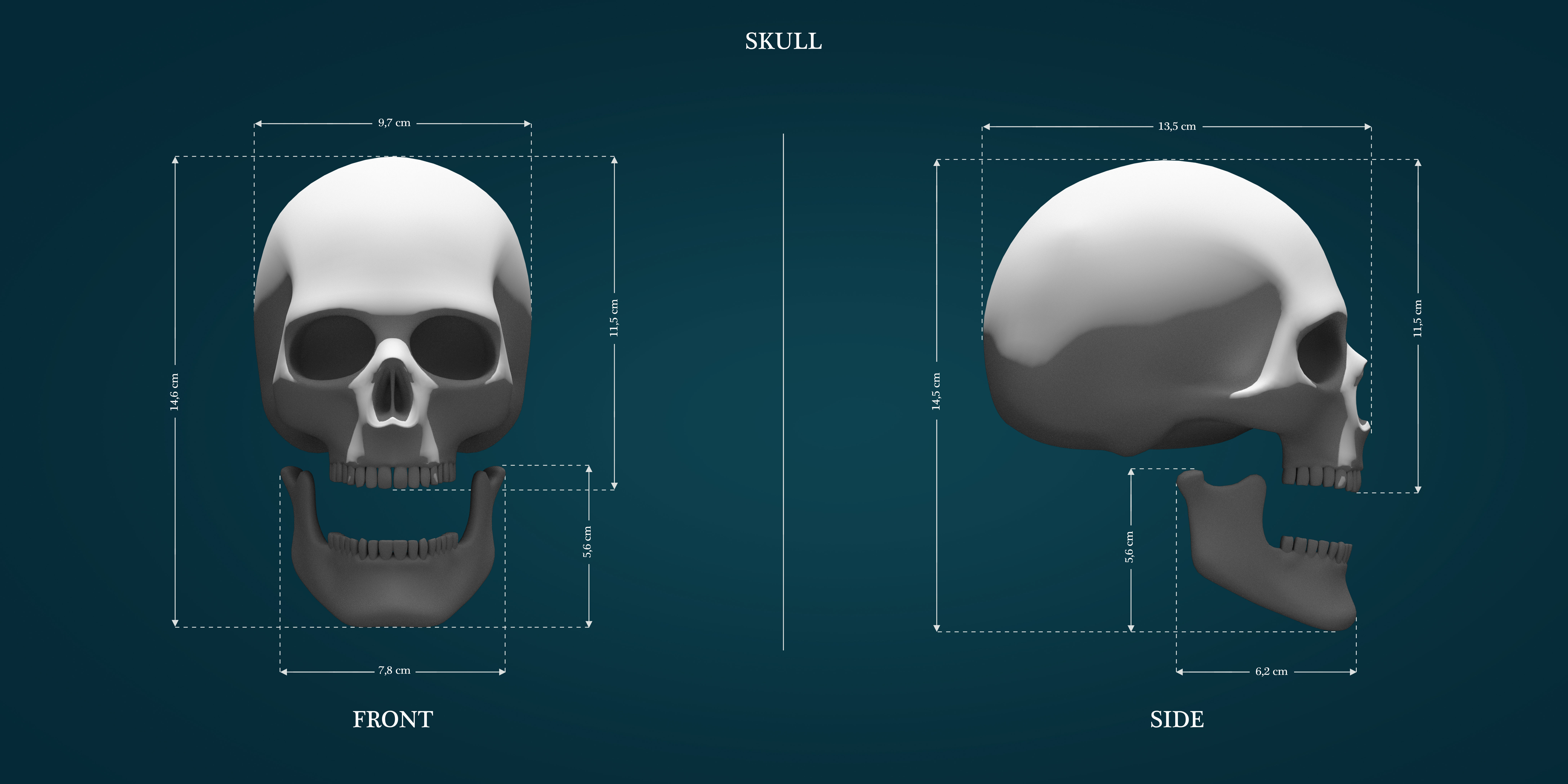 kafatası oyun-oyuncak korku baş skullface skullhead iskelet kemik kemikler ölüm anatomi mezar lowpoly highpoly yazdırılabilir <url> diş oyunlar oyuncaklar oyuncak oyunları 3D print model - Mito3D