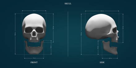 Schädel Spiele-Spielzeug horror Kopf skullface skullhead Skelett Knochen Tod Anatomie Grab lowpoly highpoly bedruckbar ist 3dprint Zähne Spiele - Spielzeug Spiele, 3d print model - Mito3D