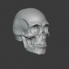 skull anatomy face physiology head biology art portrait profile people body science games toys other 3d print model - Mito3D