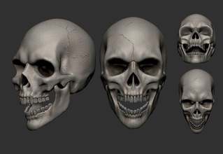 skull skull human head anatomy skeleton bone skeletal anatomical man science medical medicine superficial anatomy biology
