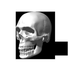 crâne humain dents manquant tête anatomie os visage corps animal squelette animaux mammifère science biologie 3d print model - Mito3D