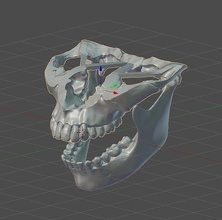 skull human on table jaw head tooth anatomical science biology 3d print model - Mito3D