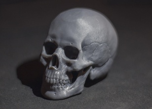 cranio maschio arte decorazione scultura sculture arredamento 3d stampa alto poli anatomia testa umano corpo statua stampabile mascella osso denti 3d print model - Mito3D