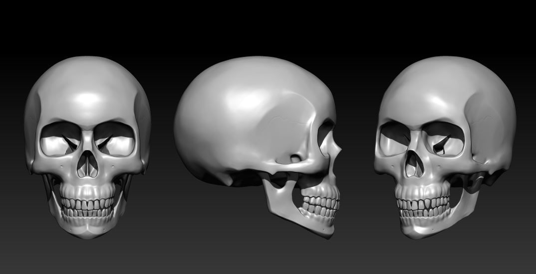 skull 3d science anatomy human head bone other 3D print model - Mito3D