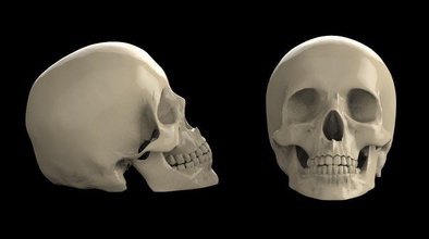 crânio 3d modelo caveiras esqueleto cabeça humano dentes arte esculturas 3d print model - Mito3D