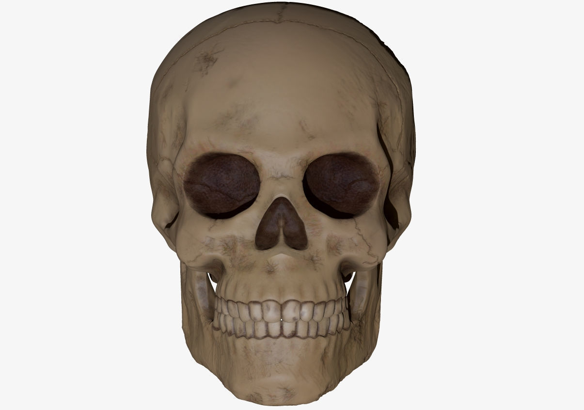 TOTENKOPF 3d-drucken Wissenschaft Schädel Anatomie tot Knochen zombie Biologie 3D print model - Mito3D