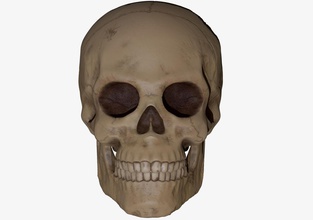 skull 3d print science anatomy dead bone zombie biology 3d print model - Mito3D