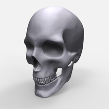 schädel anatomie modell druckbar anatomisch knochen dellen kopf skelett kiefer unterkiefer zähne knochig wirbeltiere skulptur 3d drucken medizin wissenschaft biologie 3d print model - Mito3D