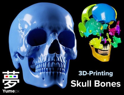 cranio ossatura 3d stampa anatomia umano testa osso scheletro medico scienza mandibola mascella denti Halloween carattere anatomico colonna vertebrale scheletrico orrore biologia 3d print model - Mito3D