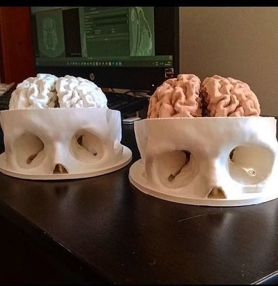 cráneo cerebro esqueleto hueso cabeza anatomía humano ciencias huesos arte biología 3d print model - Mito3D