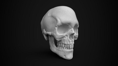 crânio humano 3d modelo cabeça esqueleto anatomia morto morte corpo dentes dente osso Ciência arte esculturas 3d print model - Mito3D