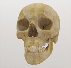 cranio umano scienza headskull humanskull humanheadskull scheletro skeletonhead humanskeleton biologia 3d print model - Mito3D